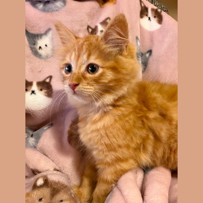 Photo of Comet, Mouse, Salem, Fox, Astro And Sunny