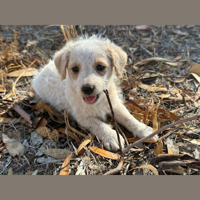 Spitz Terrier Mix Dog Pomeranian Beagle Japanese Spitz Mix