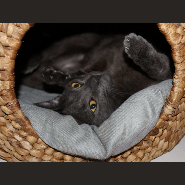 Photo of Nile