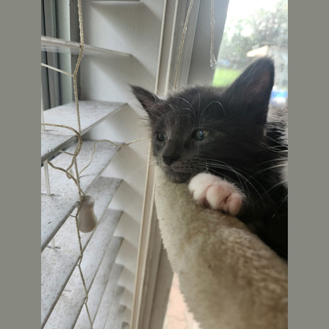 Photo of Sneezy