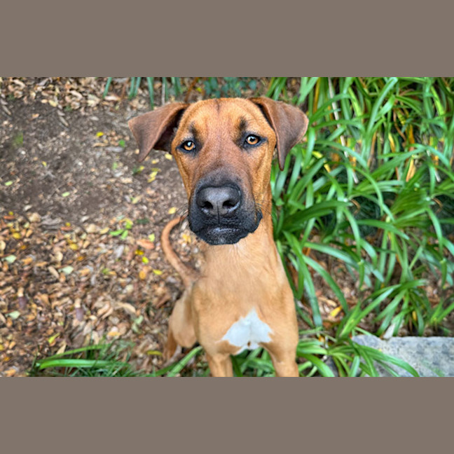 Photo of Rex