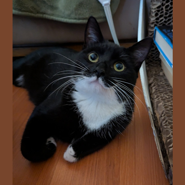 Photo of Limi