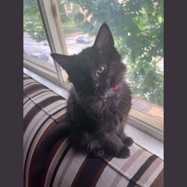 Photo of Huckleberry