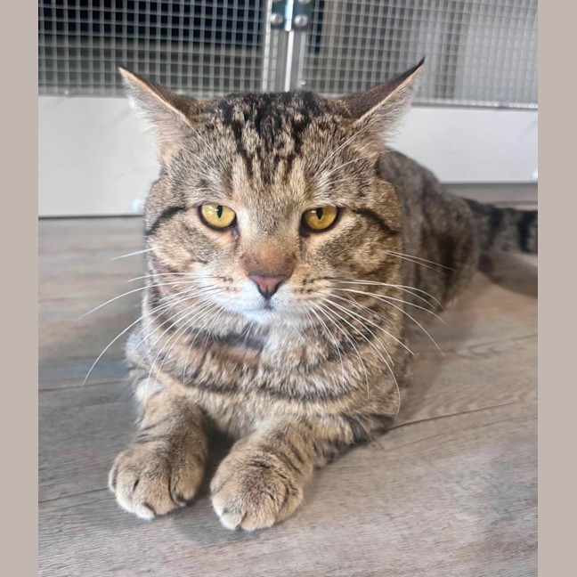 Photo of Loki