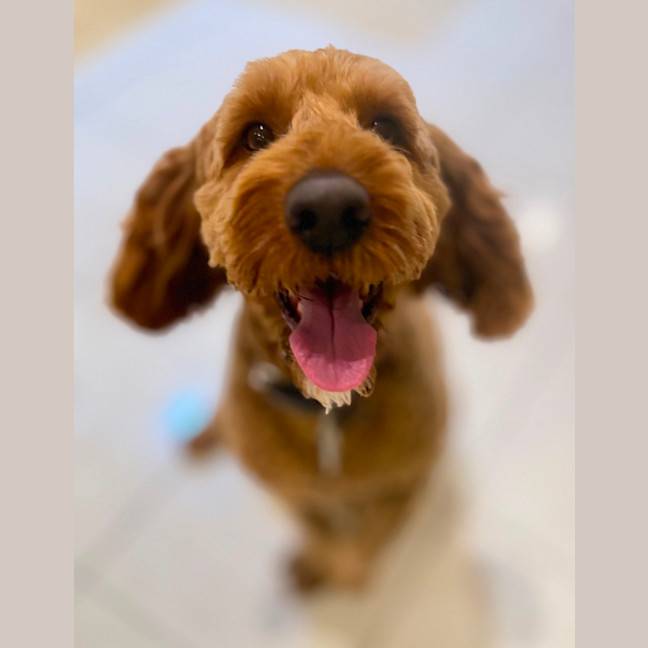 Photo of Rusty