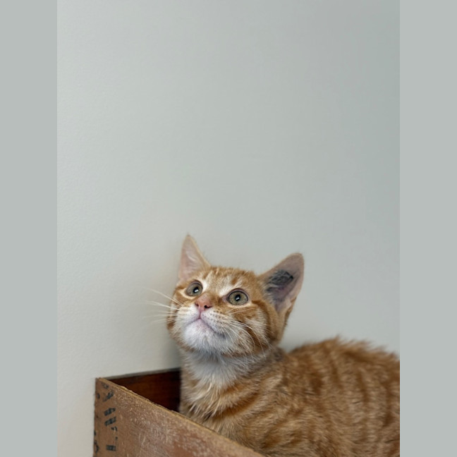 Photo of Astrid   Petstock Invermay