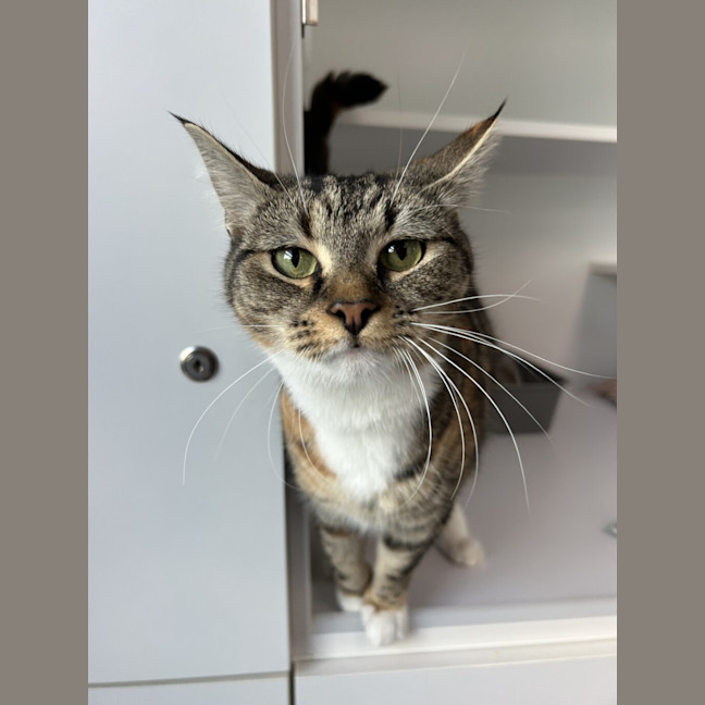 Photo of Tilly