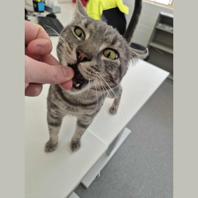 Photo of Draco! 🎩