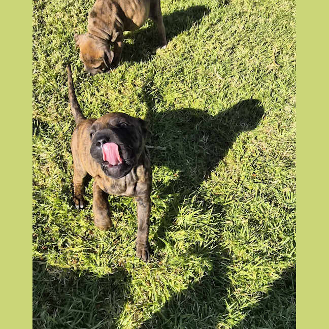 Photo of Yoshi