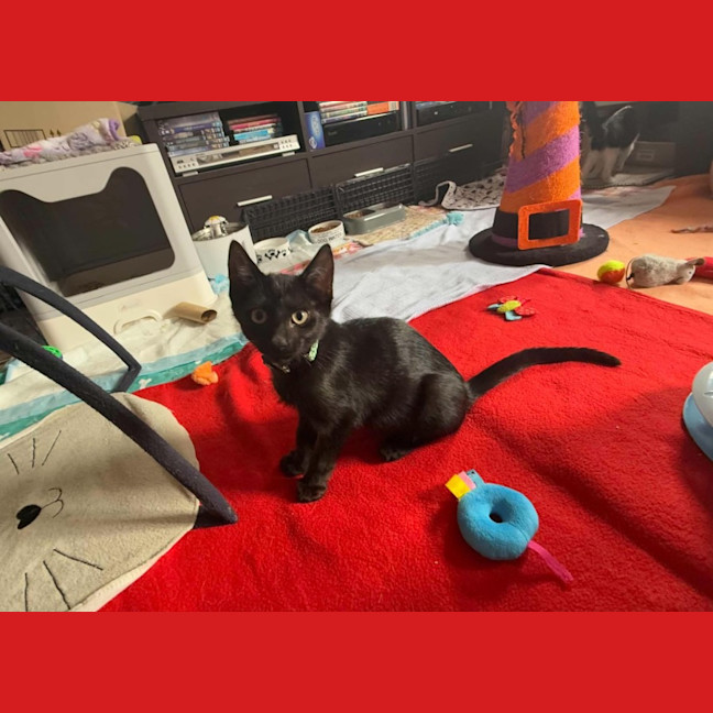 Photo of Emmett  **2nd Chance Cat Rescue**