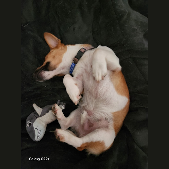 Photo of Snuggles   1 Year Old Jack Russell 