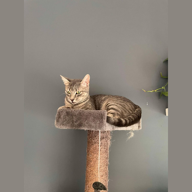 Photo of Aurora   Located In Bentleigh East