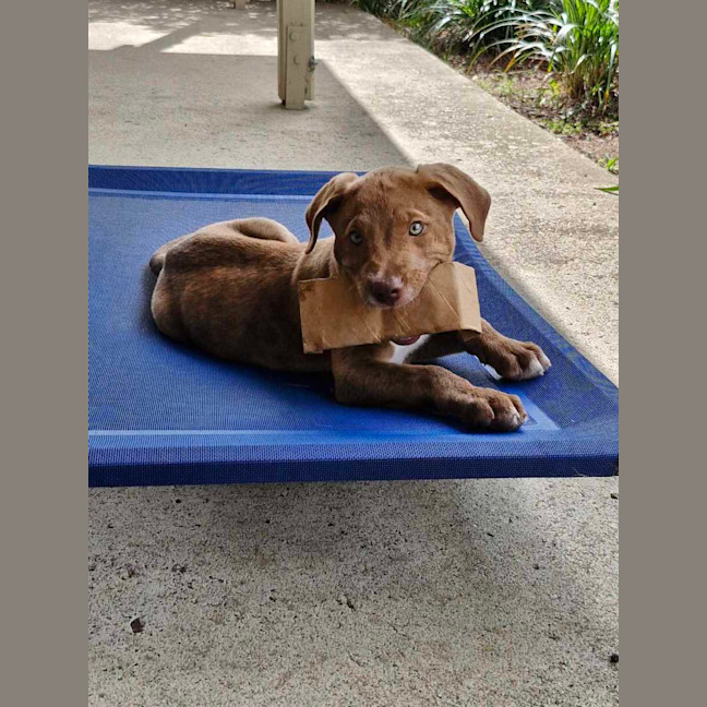 Photo of Archie