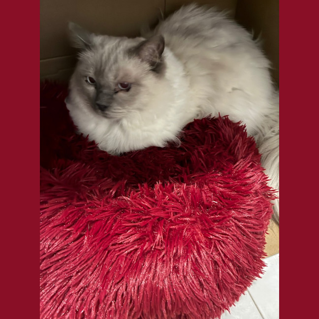 Photo of Chilli