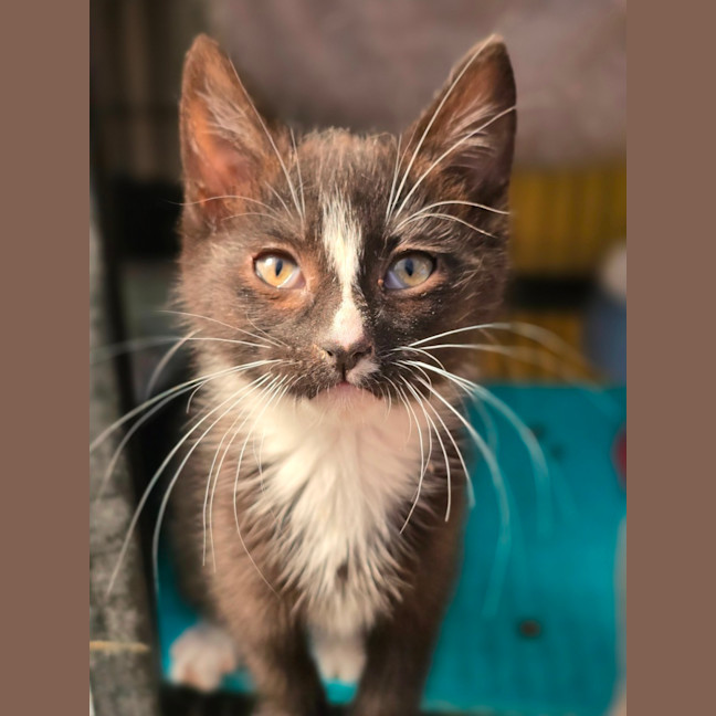Photo of Sticky Mittens