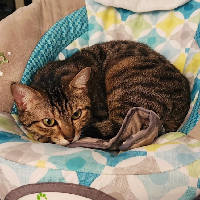 Photo of 10978   Hollandaise