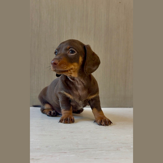 Photo of Alfie