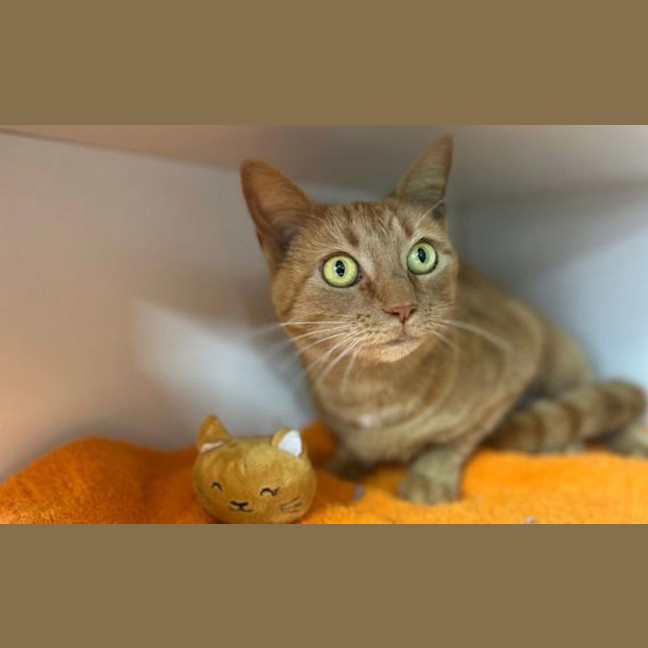 Photo of Pumpkin