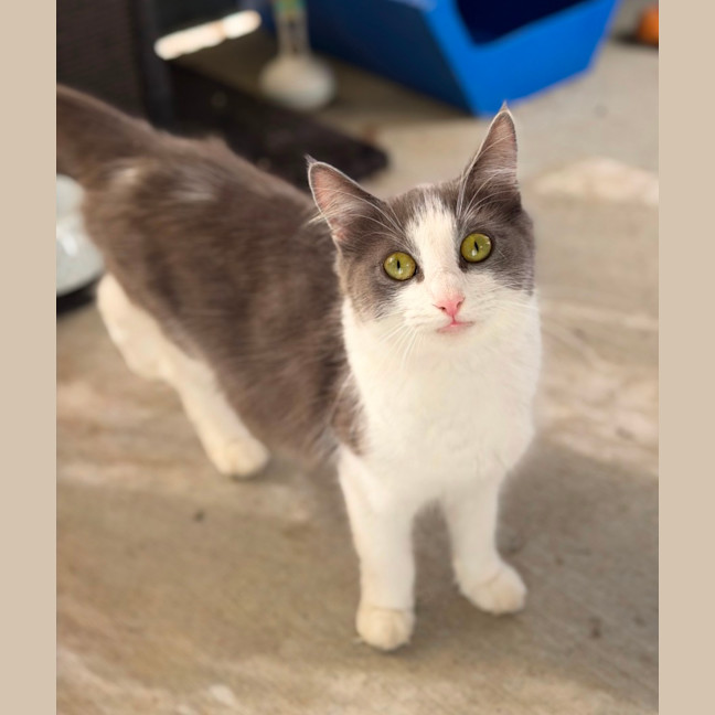 Photo of Suki