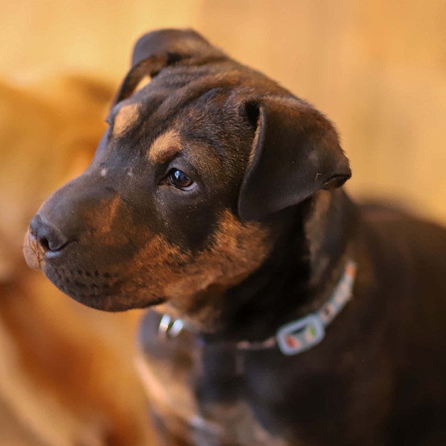 Photo of Bennie