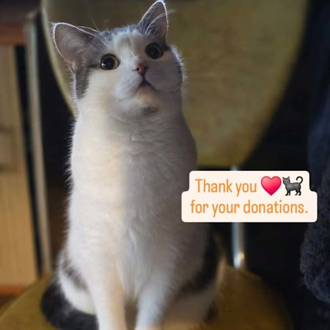 Photo of Morti (Morticia) 🐈