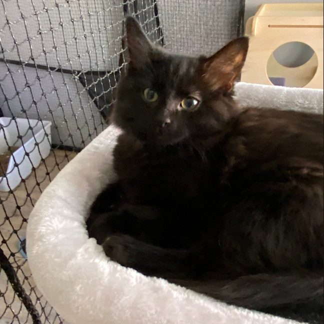 Photo of Kanzi