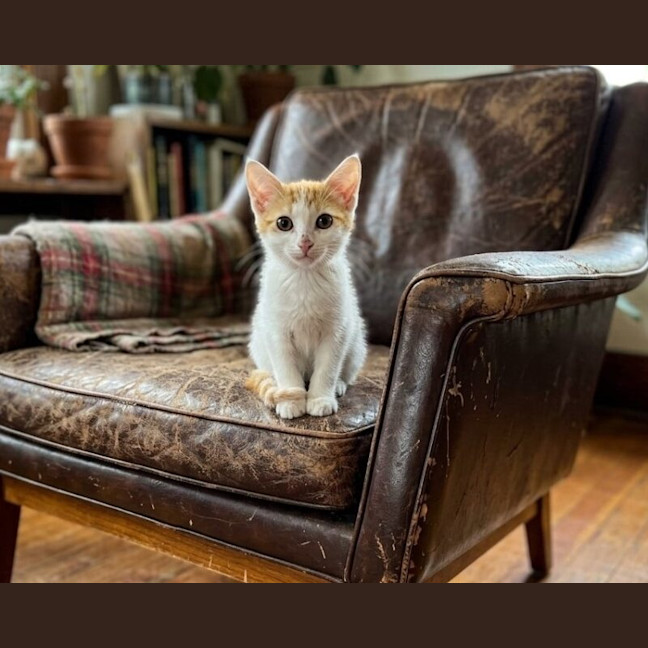 Photo of Willow