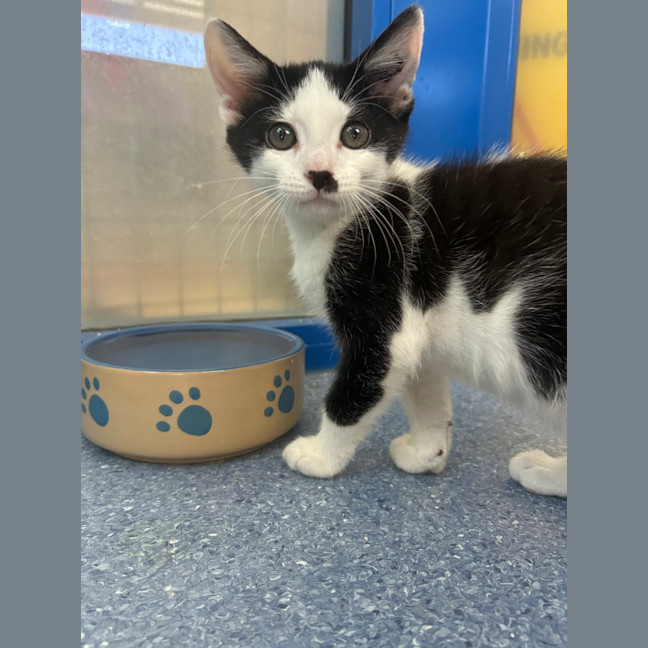 Photo of Louie