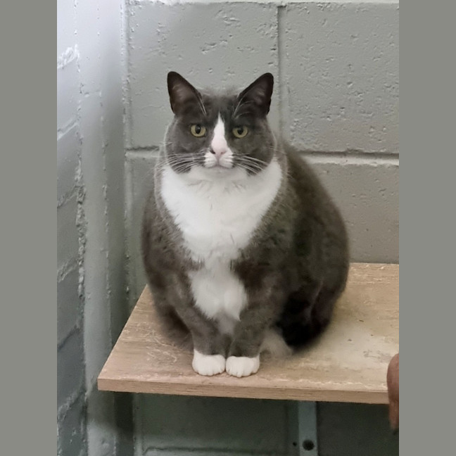 Photo of Dumpling