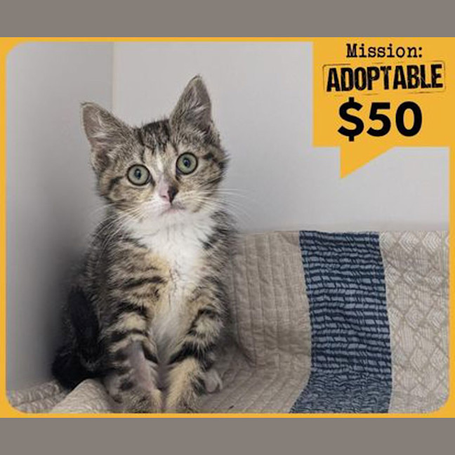 Photo of Freddo Frog