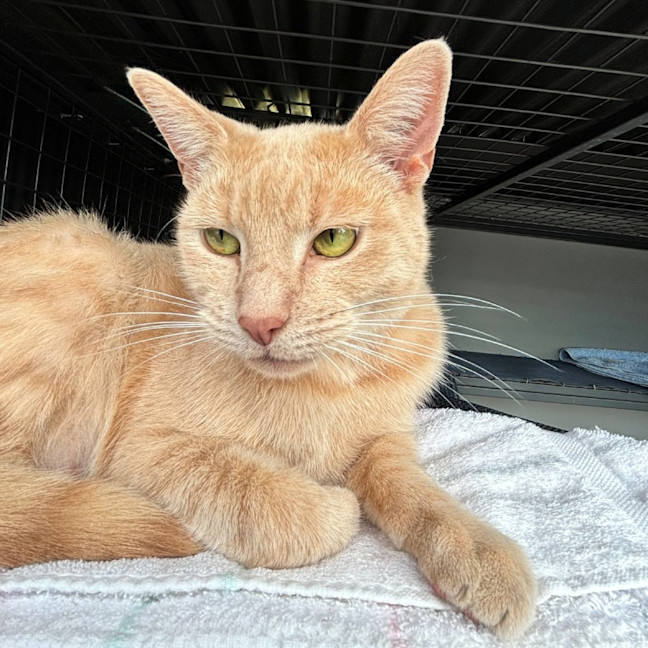 Photo of Hades Rsua009113