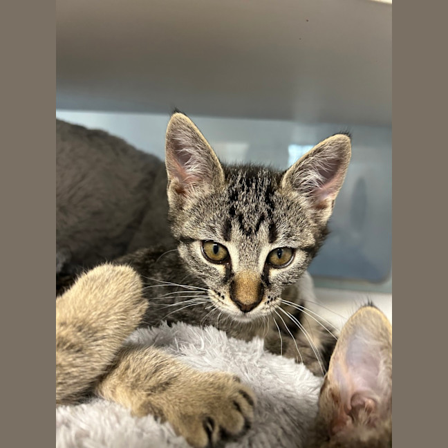 Photo of Mittens