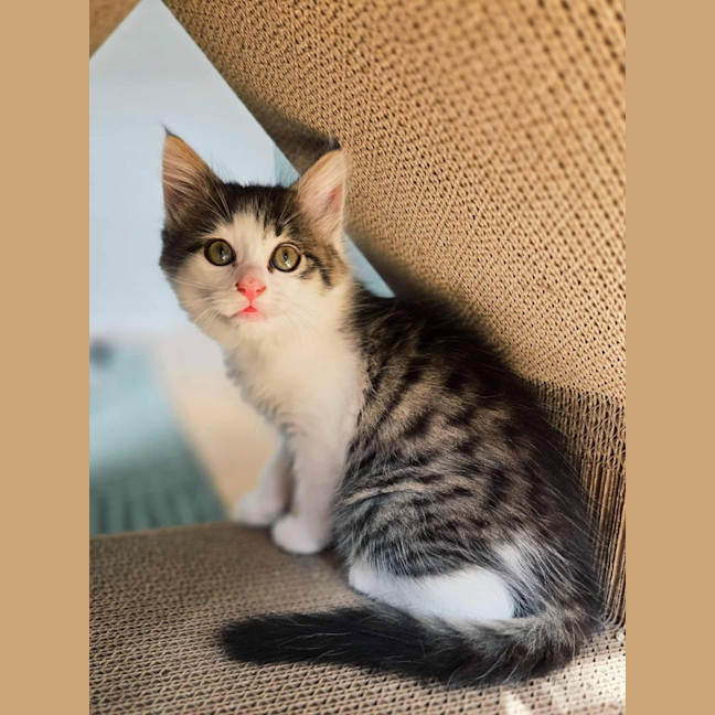 Photo of Milwaukee   In Foster Care In Northcote