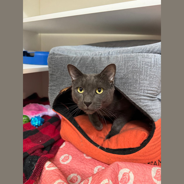 Photo of Kuro