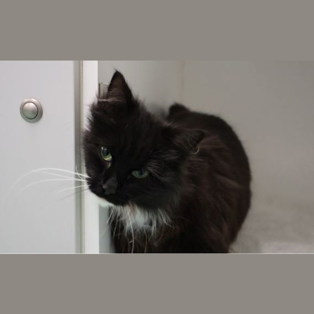 Photo of Cora