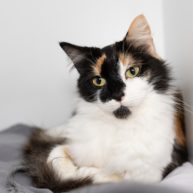 Photo of Opal