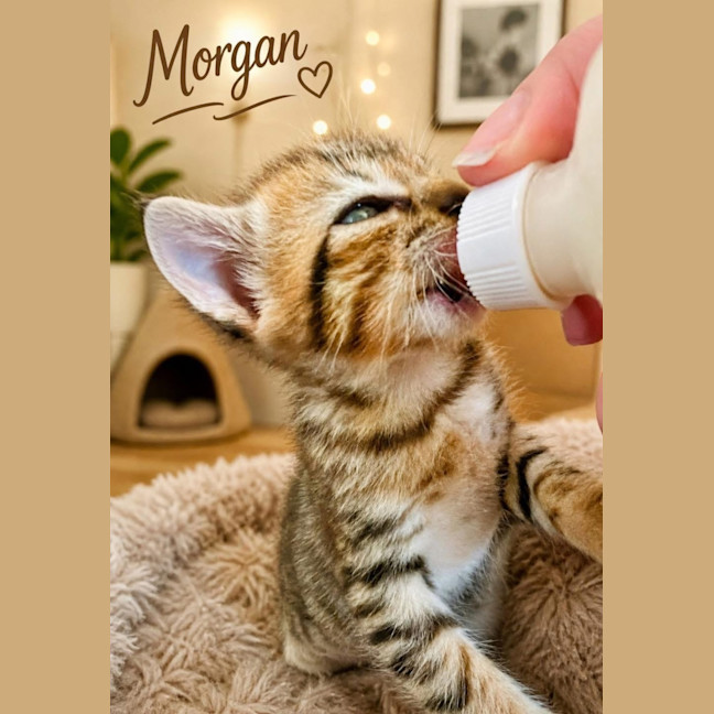 Photo of Morgan