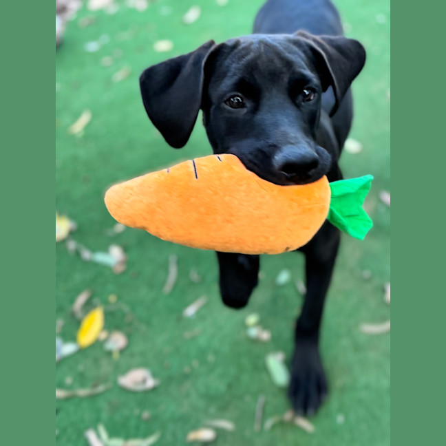 Photo of Charlie