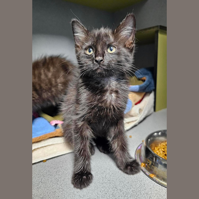 Photo of Luna