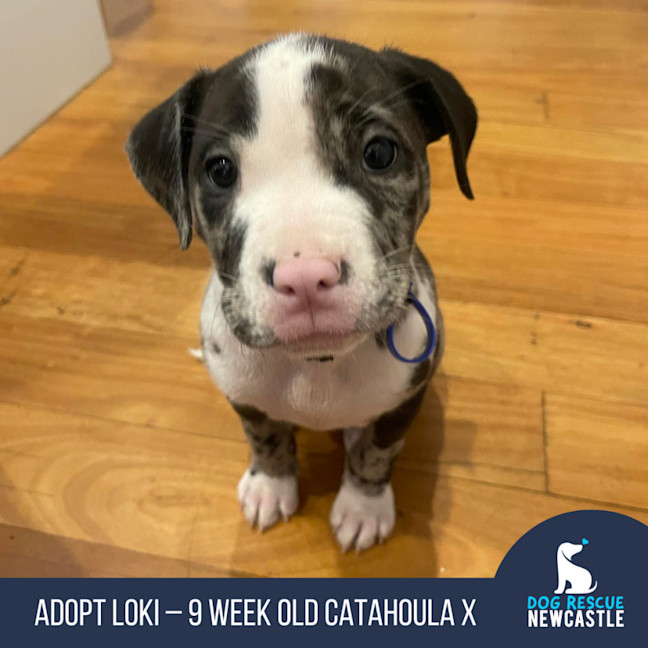 Photo of Loki   9 Week Old Catahoula X (Trial)