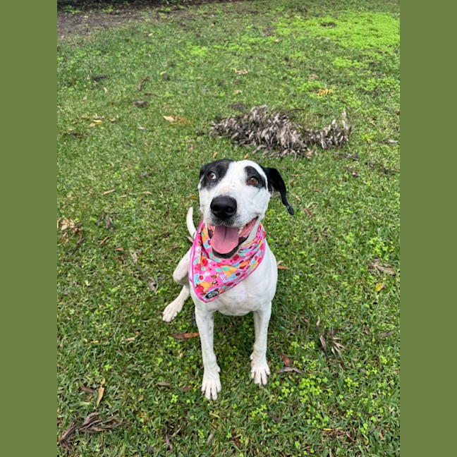 Photo of Bella *$150 Adoption Fee*