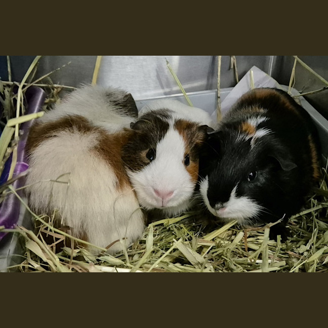 Photo of Batty (Bonded With Dexter And Gomez)