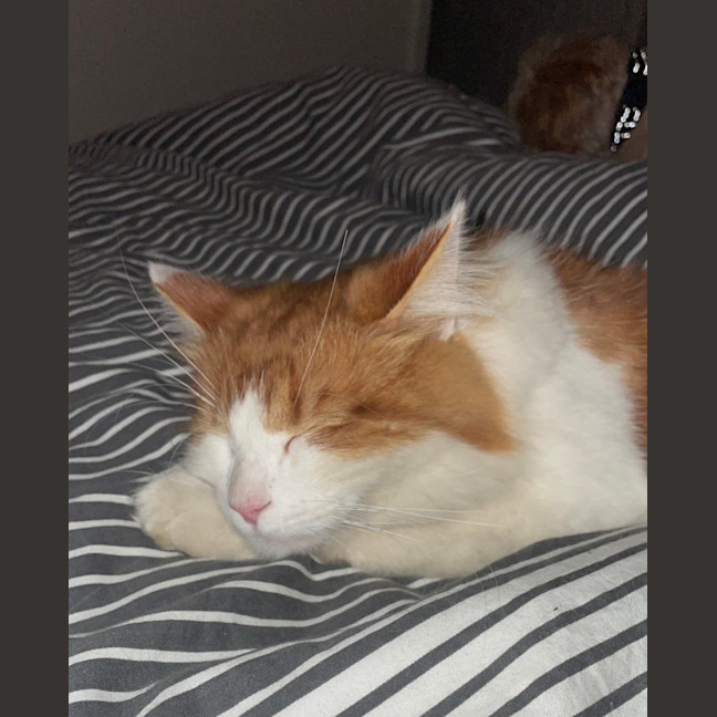 Photo of Nemo
