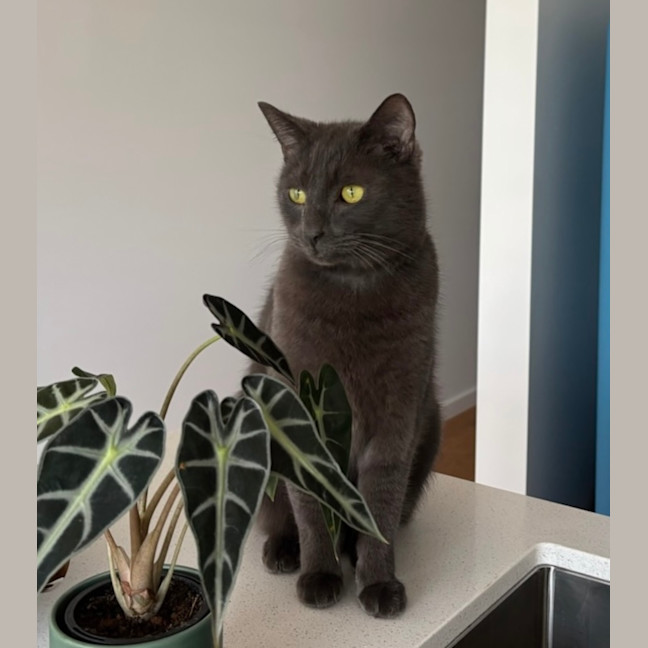 Photo of C1608 Romeo