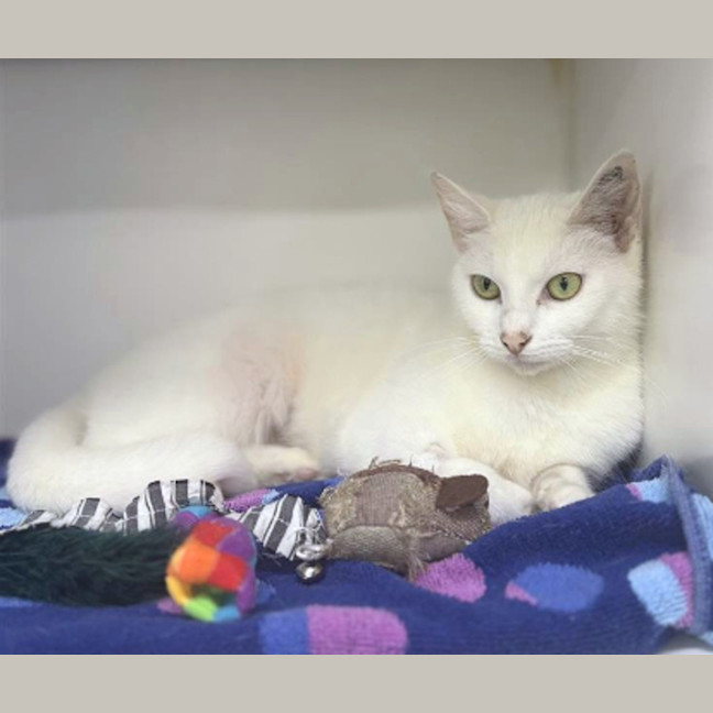 Photo of Marshmallow