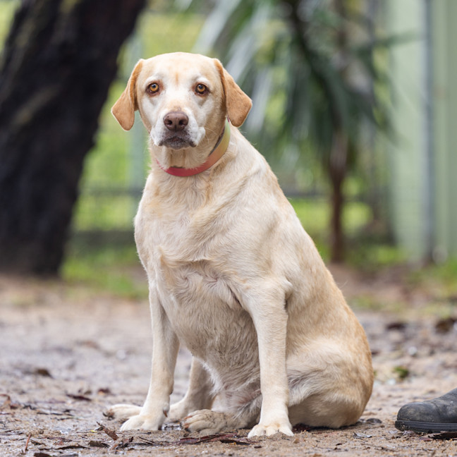 Photo of Willow