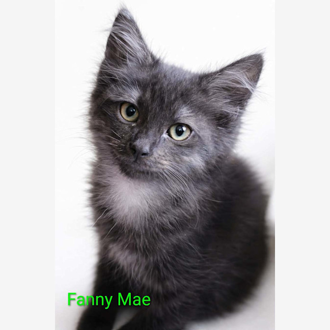 Photo of Fanny Mae Meet Me@Petstock Keysborough Store 