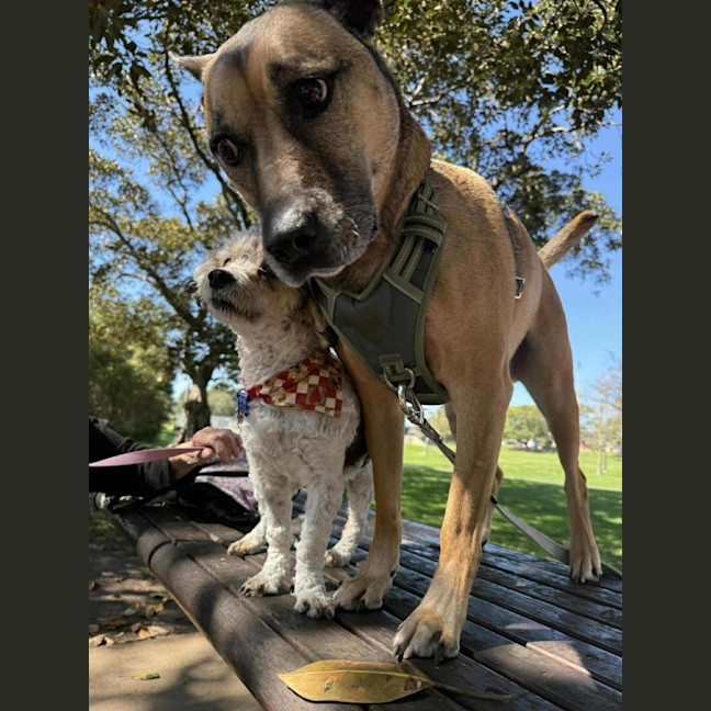 Photo of Bosley   5 Year Old Poodle