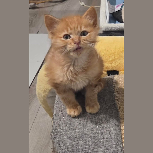 Photo of Qookie