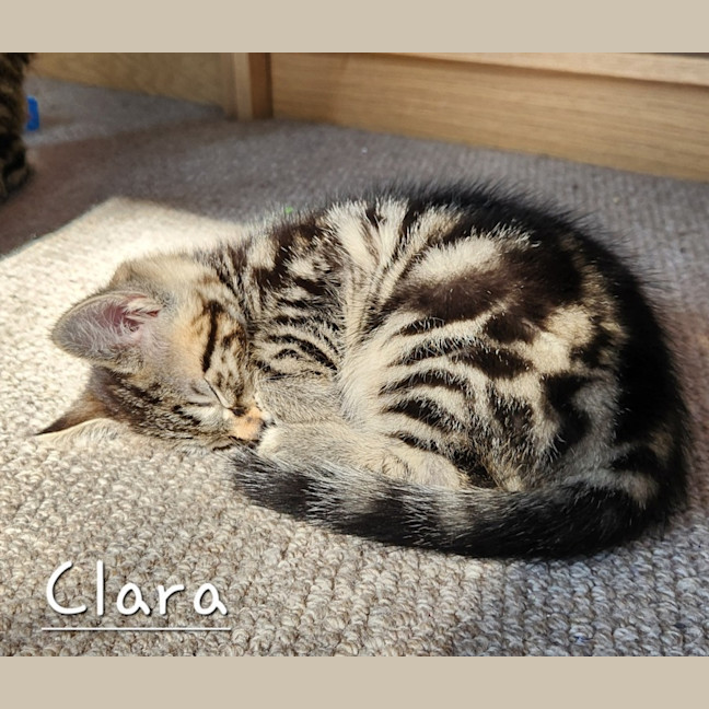 Photo of Clara